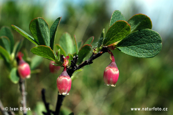 Brusnica barinná (Vaccinium uliginosum)