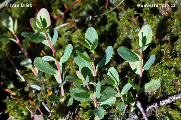 Brusnica barinná (Vaccinium uliginosum)