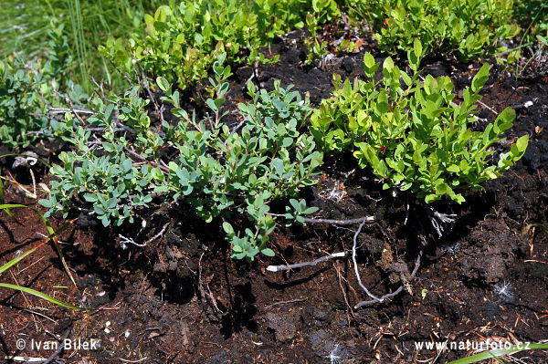 Brusnica barinná (Vaccinium uliginosum)