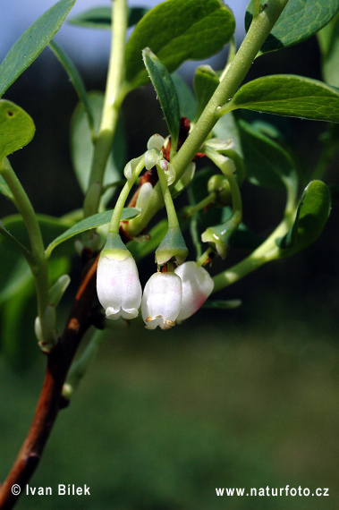 Brusnica barinná (Vaccinium uliginosum)