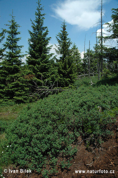 Brusnica barinná (Vaccinium uliginosum)