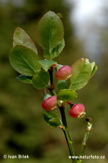 Brusnica čučoriedková (Vaccinium myrtillus)