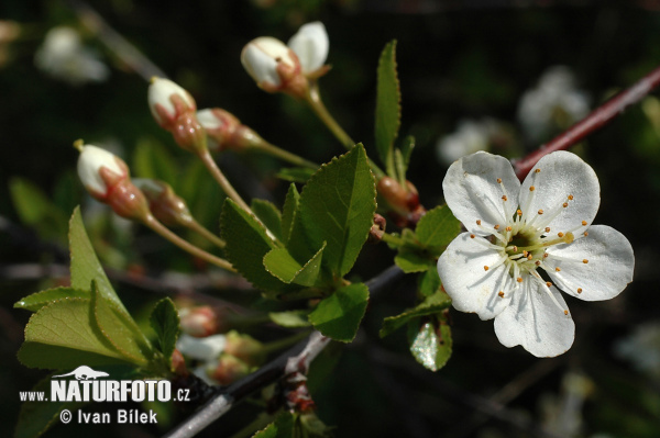 Čerešňa krovitá (Prunus fruticosa)