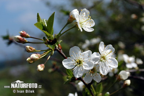 Čerešňa krovitá (Prunus fruticosa)