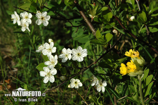 Čerešňa krovitá (Prunus fruticosa)