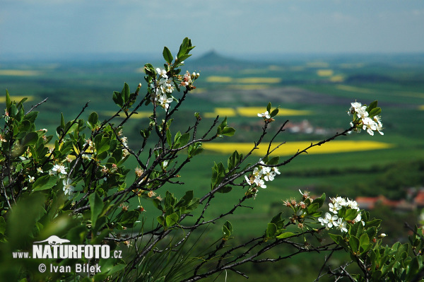 Čerešňa krovitá (Prunus fruticosa)