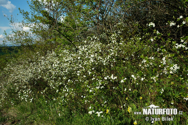 Čerešňa krovitá (Prunus fruticosa)