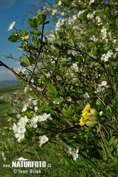 Čerešňa krovitá (Prunus fruticosa)