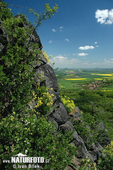 Čerešňa krovitá (Prunus fruticosa)