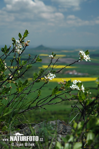 Čerešňa krovitá (Prunus fruticosa)