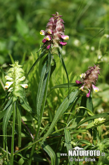 Čermeľ hrebenitý (Melampyrum cristatum)