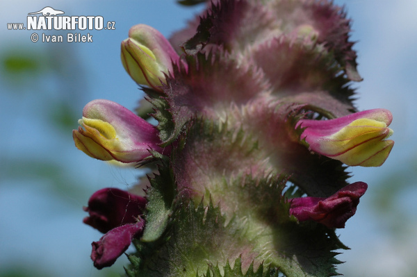 Čermeľ hrebenitý (Melampyrum cristatum)