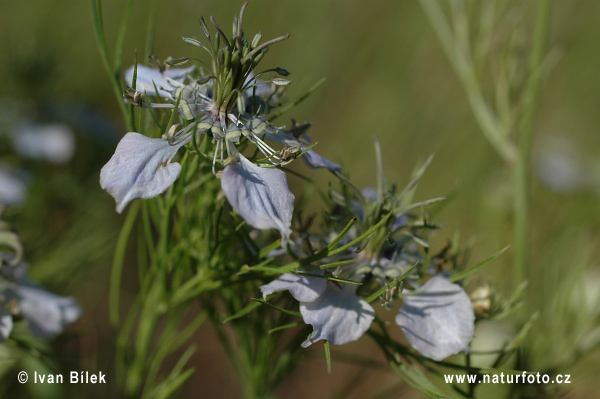 Černuška roľná (Nigella arvensis)