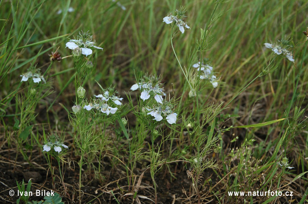 Černuška roľná (Nigella arvensis)