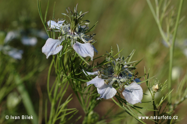 Černuška roľná (Nigella arvensis)