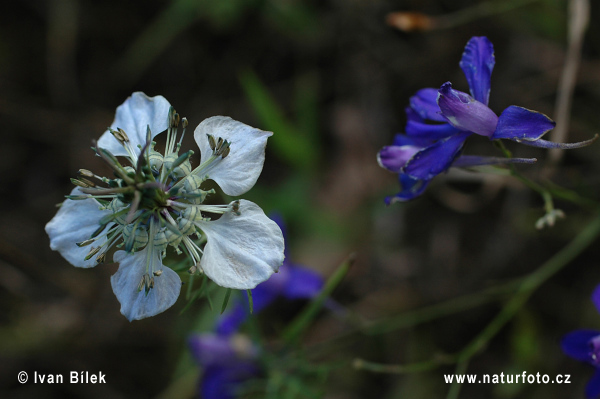 Černuška roľná (Nigella arvensis)