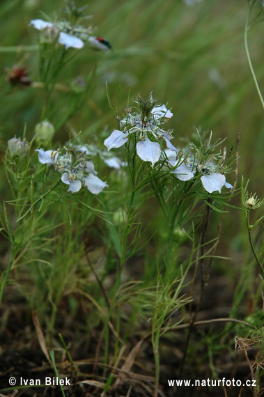 Černuška roľná (Nigella arvensis)