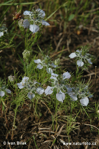 Černuška roľná (Nigella arvensis)