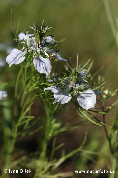 Černuška roľná (Nigella arvensis)