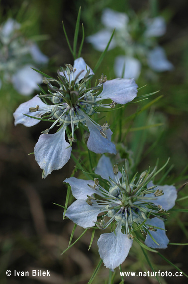 Černuška roľná (Nigella arvensis)