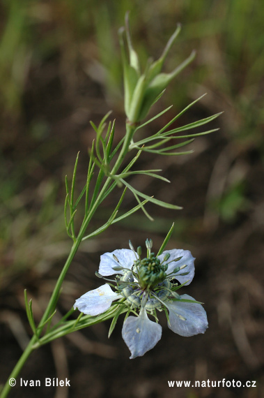 Černuška roľná (Nigella arvensis)