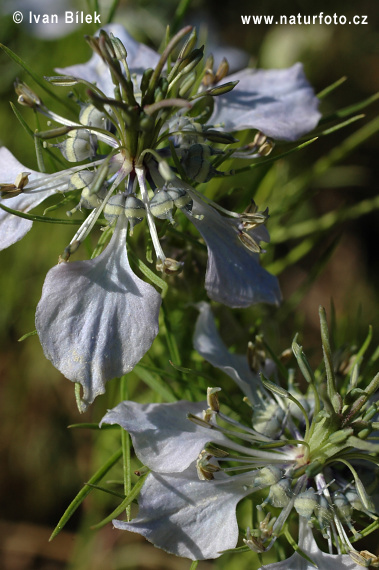 Černuška roľná (Nigella arvensis)