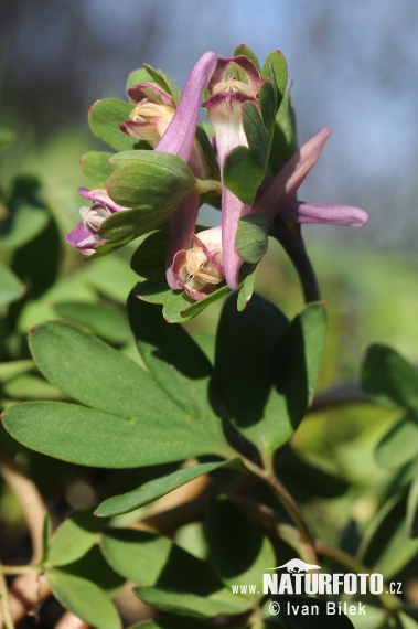 Chochlačka nízka (Corydalis pumila)