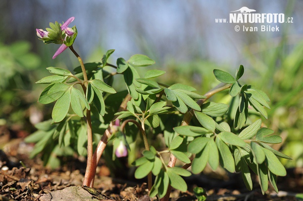 Chochlačka nízka (Corydalis pumila)