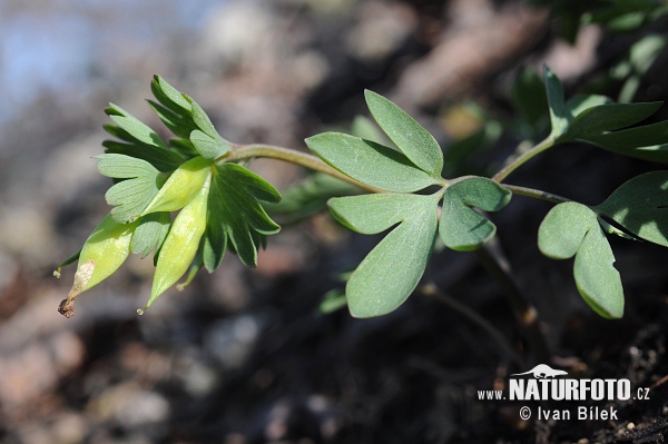 Chochlačka nízka (Corydalis pumila)