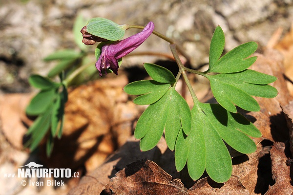 Chochlačka prostredná (Corydalis intermedia)