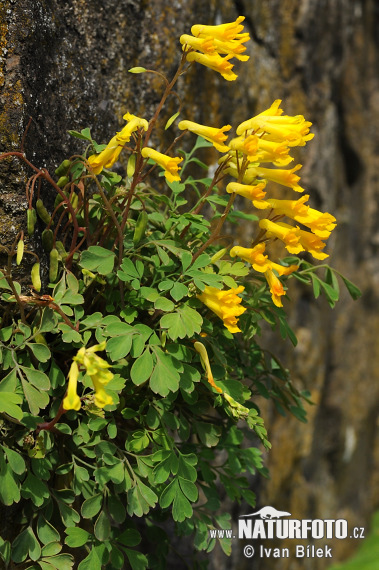 Chochlačkovec žltý (Corydalis lutea)