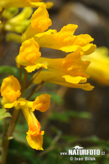 Chochlačkovec žltý (Corydalis lutea)