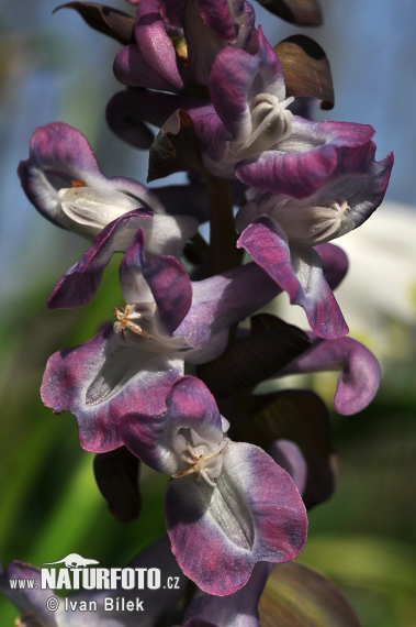 Chohlačka dutá (Corydalis cava)