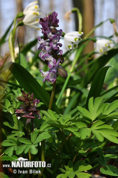 Chohlačka dutá (Corydalis cava)