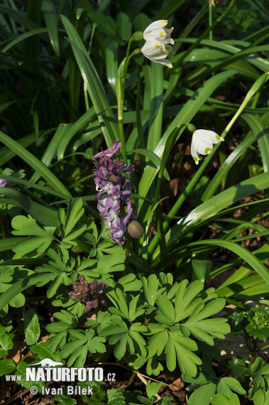 Chohlačka dutá (Corydalis cava)