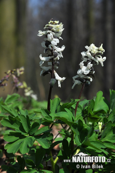 Chohlačka dutá (Corydalis cava)