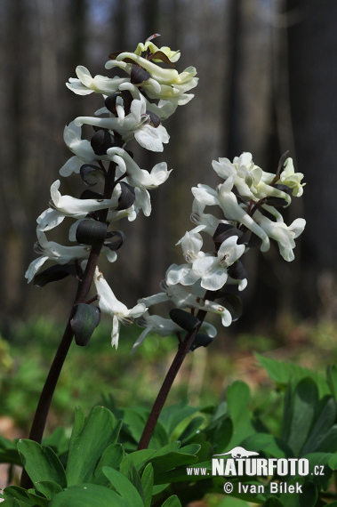 Chohlačka dutá (Corydalis cava)