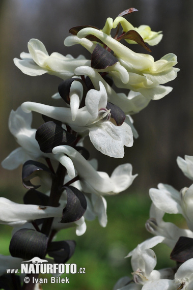 Chohlačka dutá (Corydalis cava)