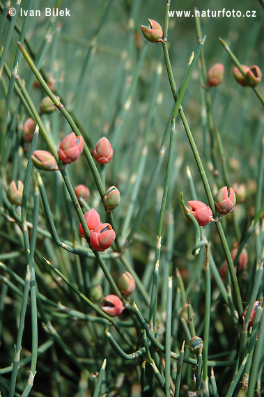 Chvojník (Ephedra)