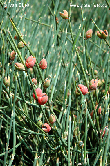 Chvojník (Ephedra)