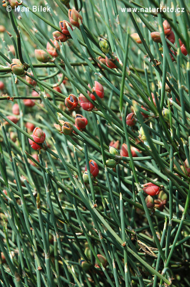 Chvojník (Ephedra)