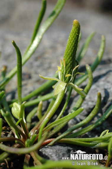 Chvostík myší (Myosurus minimus)