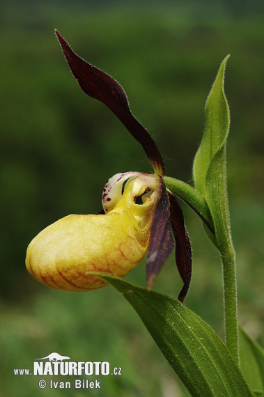 Črievičník papučkový (Cypripedium calceolus)