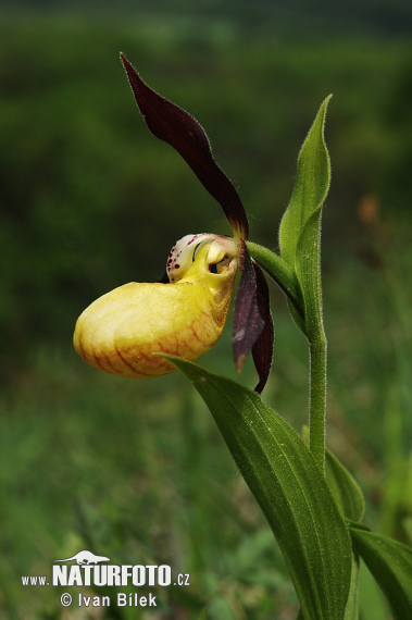 Črievičník papučkový (Cypripedium calceolus)