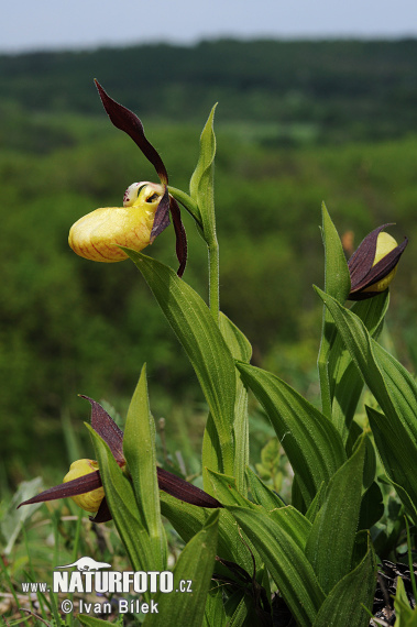 Črievičník papučkový (Cypripedium calceolus)