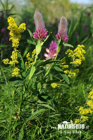 Ďatelina červenkastá (Trifolium rubens)