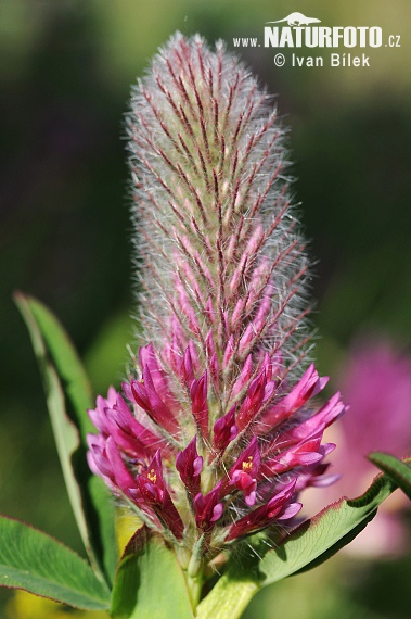 Ďatelina červenkastá (Trifolium rubens)