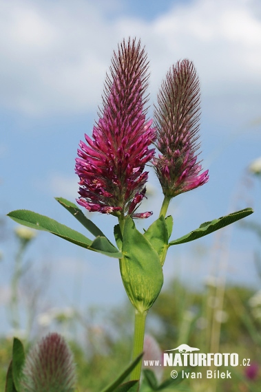 Ďatelina červenkastá (Trifolium rubens)