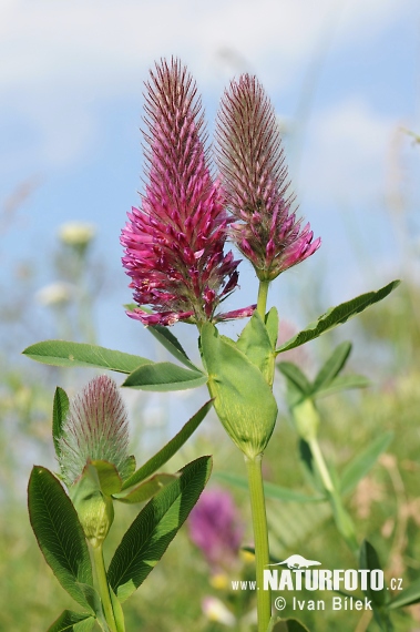 Ďatelina červenkastá (Trifolium rubens)