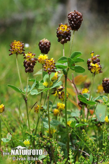 Ďatelina gaštanovohnedá (Trifolium spadiceum)